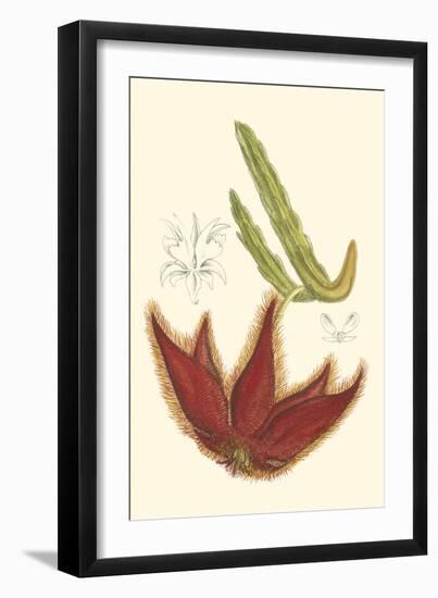 Curtis Flowering Cactus IV-Samuel Curtis-Framed Art Print