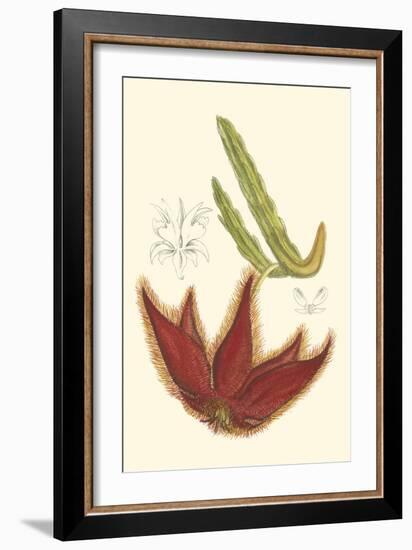 Curtis Flowering Cactus IV-Samuel Curtis-Framed Art Print