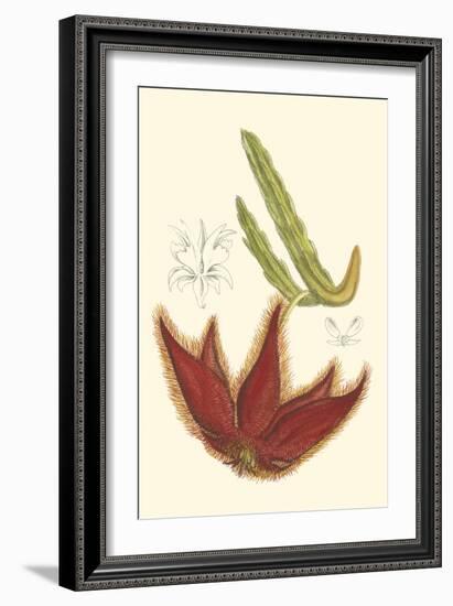 Curtis Flowering Cactus IV-Samuel Curtis-Framed Art Print