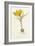 Curtis, Spring Crocus-null-Framed Premium Giclee Print