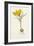 Curtis, Spring Crocus-null-Framed Premium Giclee Print