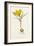 Curtis, Spring Crocus-null-Framed Premium Giclee Print