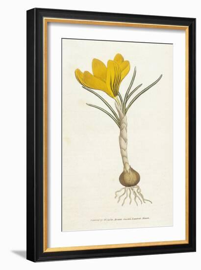 Curtis, Spring Crocus-null-Framed Premium Giclee Print