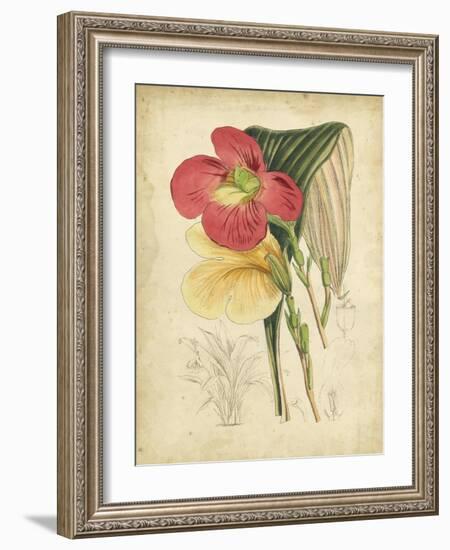 Curtis Tropical Blooms I-Samuel Curtis-Framed Art Print