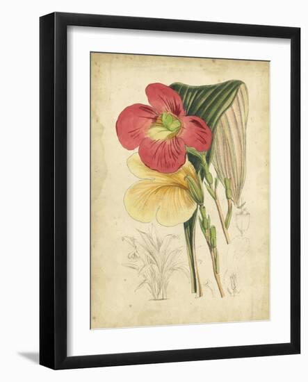 Curtis Tropical Blooms I-Samuel Curtis-Framed Art Print