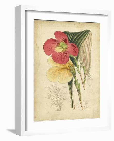 Curtis Tropical Blooms I-Samuel Curtis-Framed Art Print