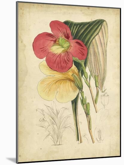 Curtis Tropical Blooms I-Samuel Curtis-Mounted Art Print