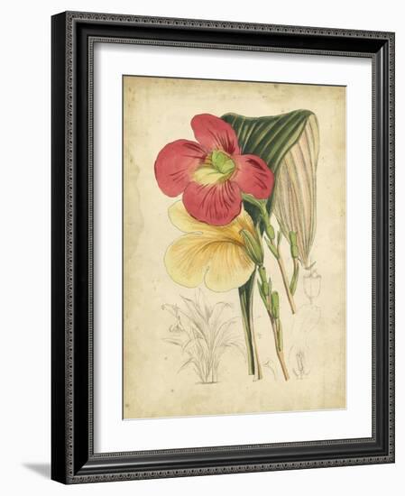 Curtis Tropical Blooms I-Samuel Curtis-Framed Art Print