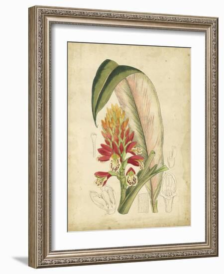 Curtis Tropical Blooms II-Samuel Curtis-Framed Art Print