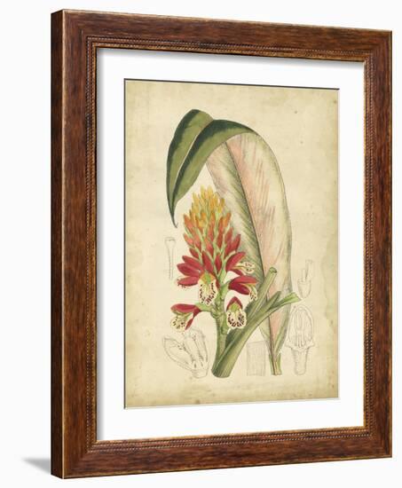 Curtis Tropical Blooms II-Samuel Curtis-Framed Art Print