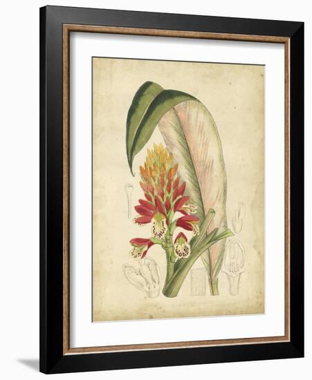 Curtis Tropical Blooms II-Samuel Curtis-Framed Art Print