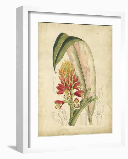 Curtis Tropical Blooms II-Samuel Curtis-Framed Art Print