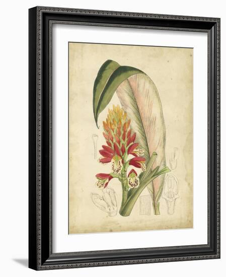 Curtis Tropical Blooms II-Samuel Curtis-Framed Art Print