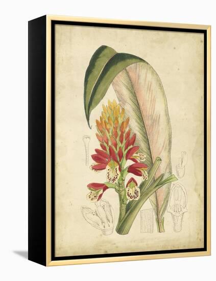 Curtis Tropical Blooms II-Samuel Curtis-Framed Stretched Canvas