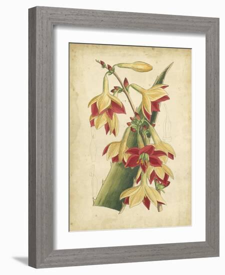 Curtis Tropical Blooms III-Samuel Curtis-Framed Art Print