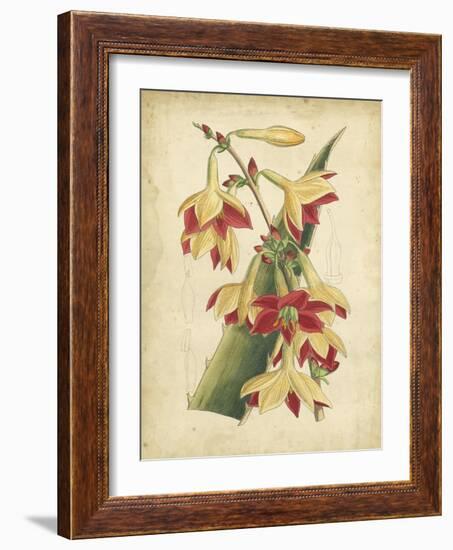 Curtis Tropical Blooms III-Samuel Curtis-Framed Art Print