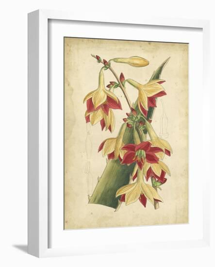 Curtis Tropical Blooms III-Samuel Curtis-Framed Art Print