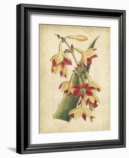 Curtis Tropical Blooms III-Samuel Curtis-Framed Art Print