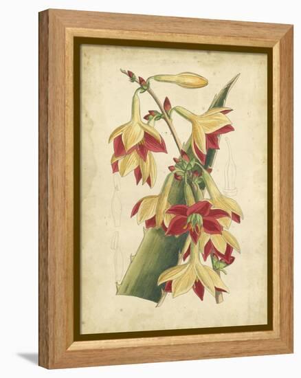 Curtis Tropical Blooms III-Samuel Curtis-Framed Stretched Canvas