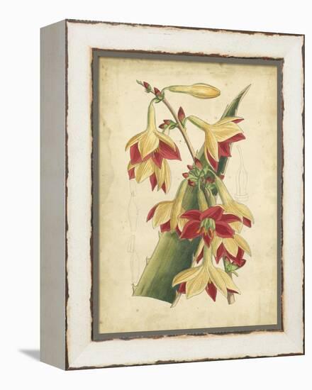 Curtis Tropical Blooms III-Samuel Curtis-Framed Stretched Canvas