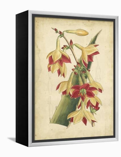 Curtis Tropical Blooms III-Samuel Curtis-Framed Stretched Canvas