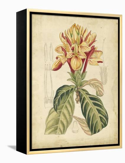 Curtis Tropical Blooms IV-Samuel Curtis-Framed Stretched Canvas