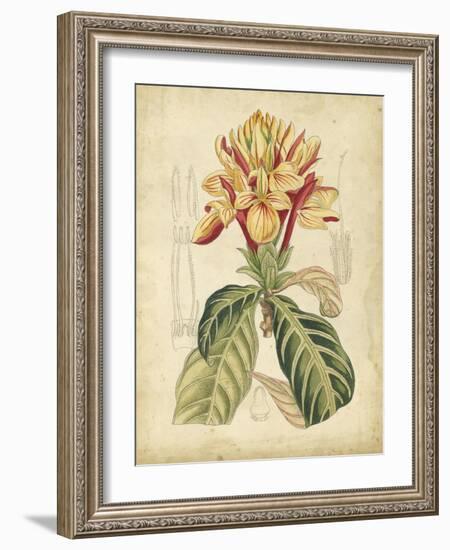 Curtis Tropical Blooms IV-Samuel Curtis-Framed Art Print