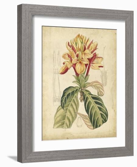 Curtis Tropical Blooms IV-Samuel Curtis-Framed Art Print