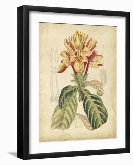 Curtis Tropical Blooms IV-Samuel Curtis-Framed Art Print