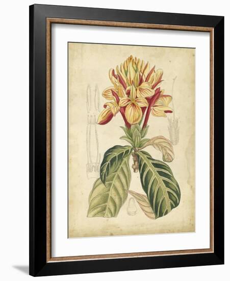 Curtis Tropical Blooms IV-Samuel Curtis-Framed Art Print