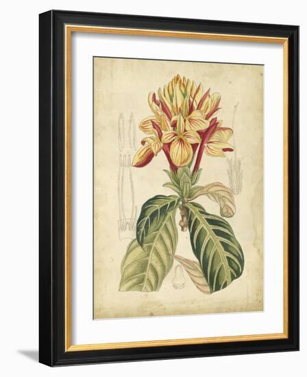 Curtis Tropical Blooms IV-Samuel Curtis-Framed Art Print