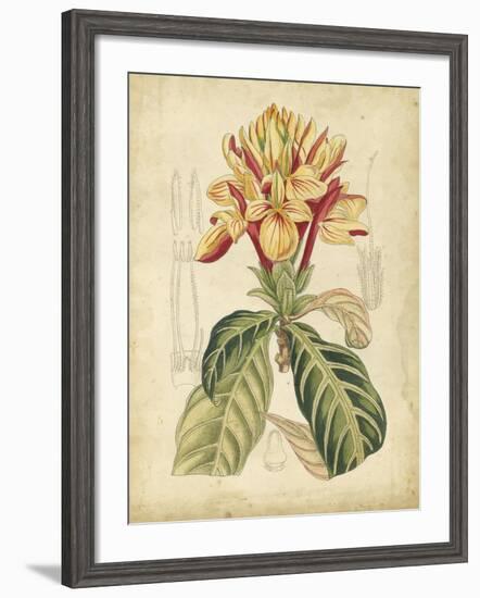 Curtis Tropical Blooms IV-Samuel Curtis-Framed Art Print