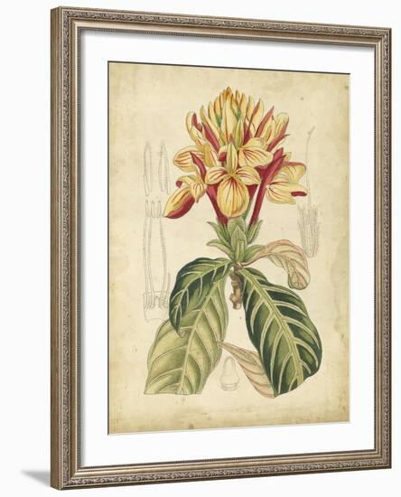 Curtis Tropical Blooms IV-Samuel Curtis-Framed Art Print