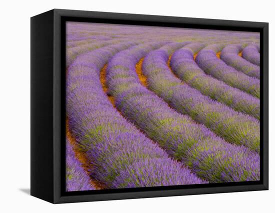 Curved Rows of Lavender near the Village of Sault, Provence, France-Jim Zuckerman-Framed Premier Image Canvas