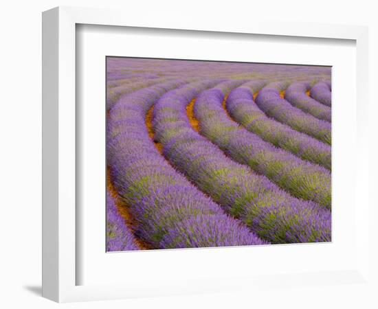 Curved Rows of Lavender near the Village of Sault, Provence, France-Jim Zuckerman-Framed Photographic Print