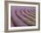 Curved Rows of Lavender near the Village of Sault, Provence, France-Jim Zuckerman-Framed Photographic Print
