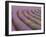 Curved Rows of Lavender near the Village of Sault, Provence, France-Jim Zuckerman-Framed Photographic Print