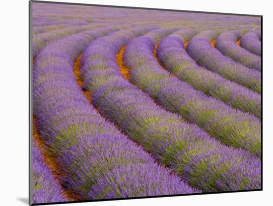 Curved Rows of Lavender near the Village of Sault, Provence, France-Jim Zuckerman-Mounted Photographic Print