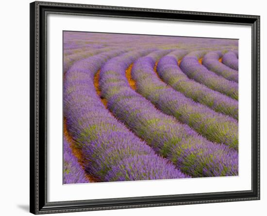 Curved Rows of Lavender near the Village of Sault, Provence, France-Jim Zuckerman-Framed Photographic Print