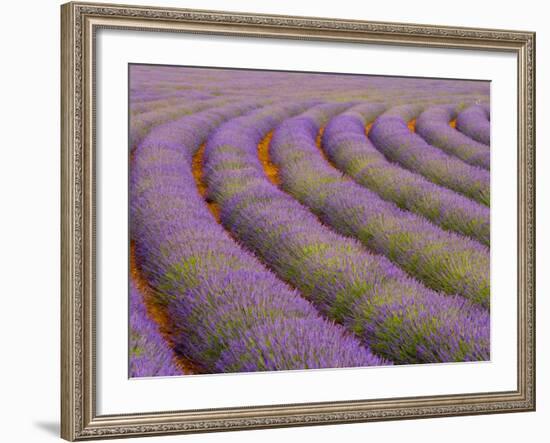 Curved Rows of Lavender near the Village of Sault, Provence, France-Jim Zuckerman-Framed Photographic Print