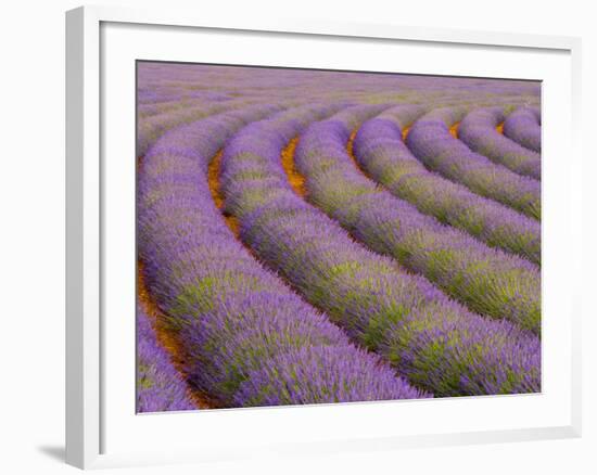 Curved Rows of Lavender near the Village of Sault, Provence, France-Jim Zuckerman-Framed Photographic Print