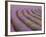 Curved Rows of Lavender near the Village of Sault, Provence, France-Jim Zuckerman-Framed Photographic Print