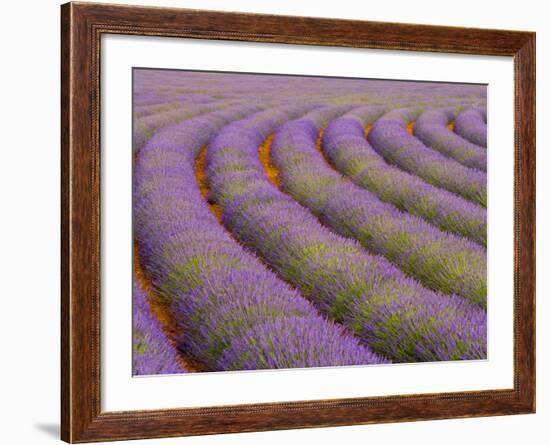 Curved Rows of Lavender near the Village of Sault, Provence, France-Jim Zuckerman-Framed Photographic Print