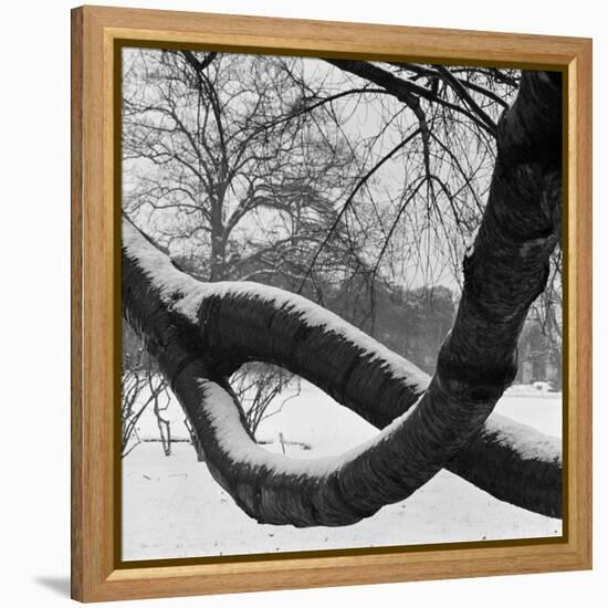 Curving Tree Branches Forming a Loop Covered in Snow in a Snowy Landscape at Kew, Greater London-John Gay-Framed Stretched Canvas