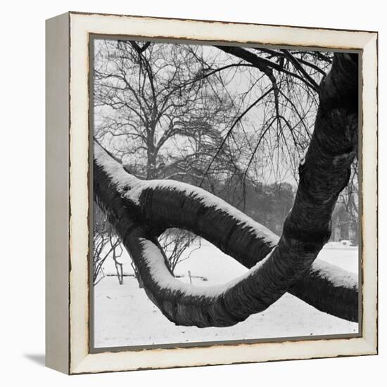 Curving Tree Branches Forming a Loop Covered in Snow in a Snowy Landscape at Kew, Greater London-John Gay-Framed Stretched Canvas