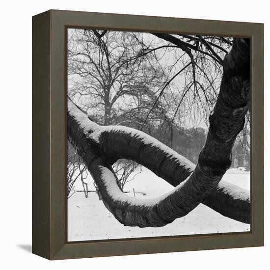 Curving Tree Branches Forming a Loop Covered in Snow in a Snowy Landscape at Kew, Greater London-John Gay-Framed Stretched Canvas