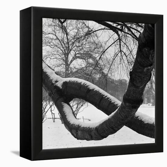 Curving Tree Branches Forming a Loop Covered in Snow in a Snowy Landscape at Kew, Greater London-John Gay-Framed Stretched Canvas