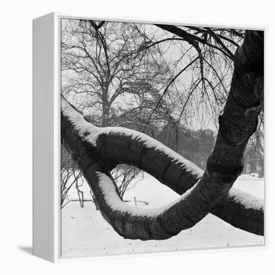 Curving Tree Branches Forming a Loop Covered in Snow in a Snowy Landscape at Kew, Greater London-John Gay-Framed Stretched Canvas