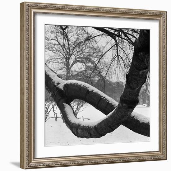 Curving Tree Branches Forming a Loop Covered in Snow in a Snowy Landscape at Kew, Greater London-John Gay-Framed Photographic Print