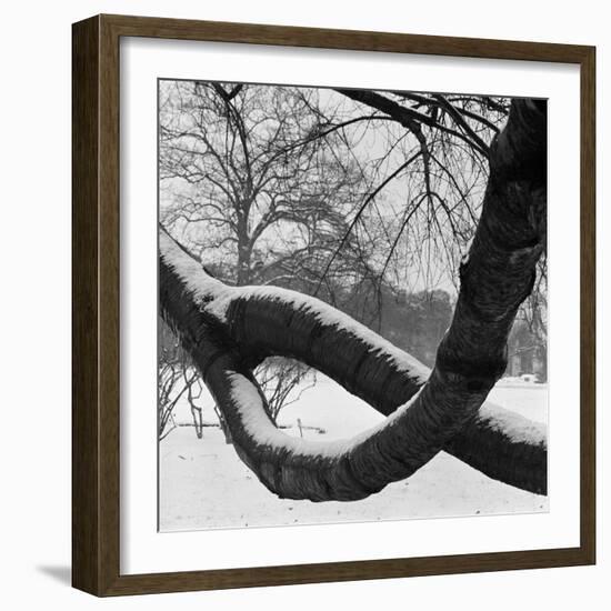 Curving Tree Branches Forming a Loop Covered in Snow in a Snowy Landscape at Kew, Greater London-John Gay-Framed Photographic Print